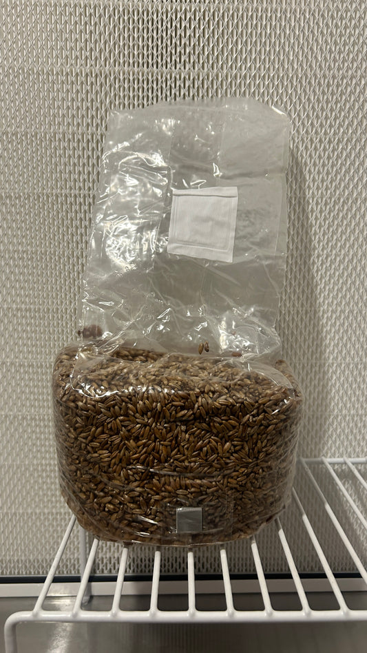 Sterilise Rye Grain